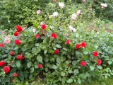 IMG_20230830_181816-b.jpg